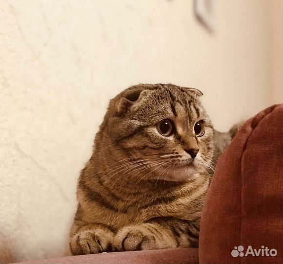 Отдам кота в добрые руки