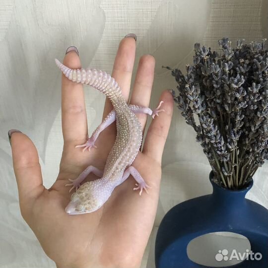 Эублефар самец