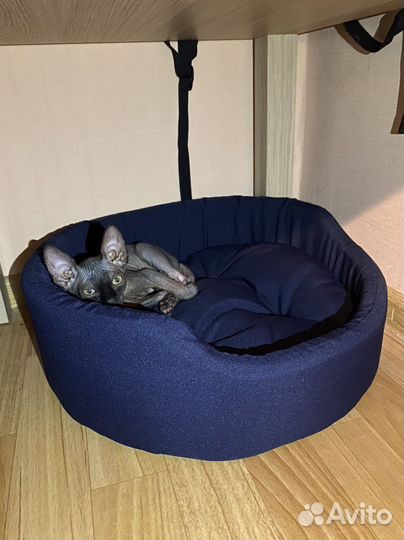 Канадский сфинкс на вязку