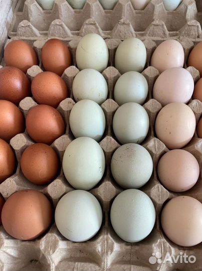Яйцо инкубационное кур, гусей, уток, индюшек