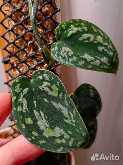 Сортовые сциндапсусы