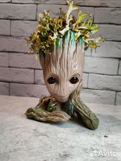 Кашпо Грут с цетрарией