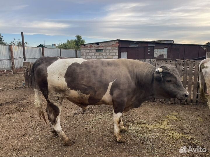 Продам сельхоз животных