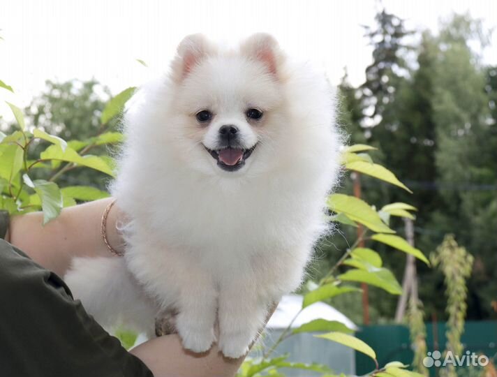 Рони.Медвежонок шпица с Бэби-фэйс 8 мес