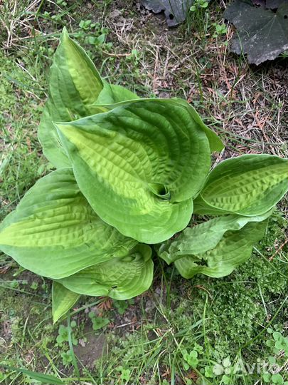 Хосты -много сортов