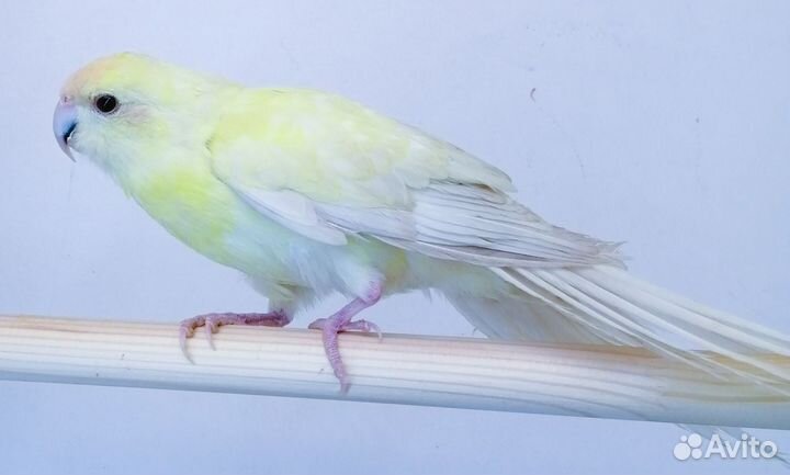 Попугай какарик 2,5 мес