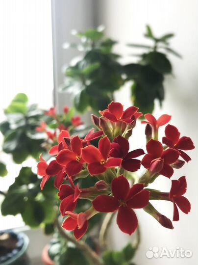 Каланхоэ Блоссфельда (2-4 растения)