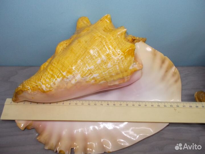 Грот для аквариума, ракушки