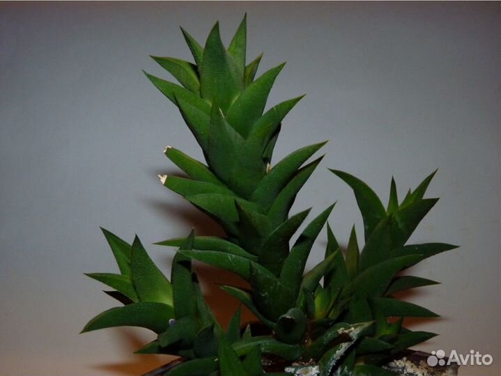 Кактусы и суккуленты