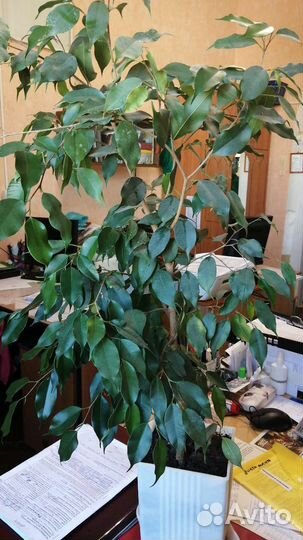 Фикус бенджамина