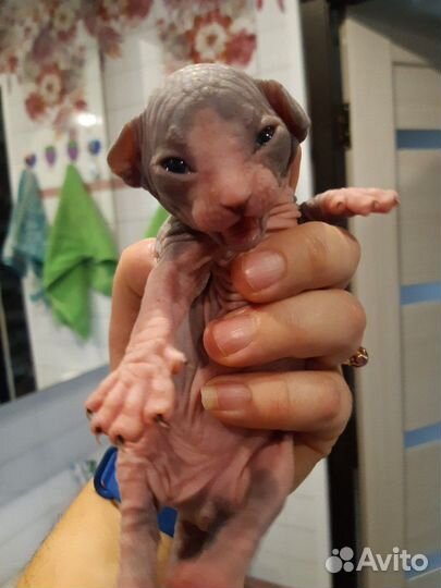 Канадский сфинкс