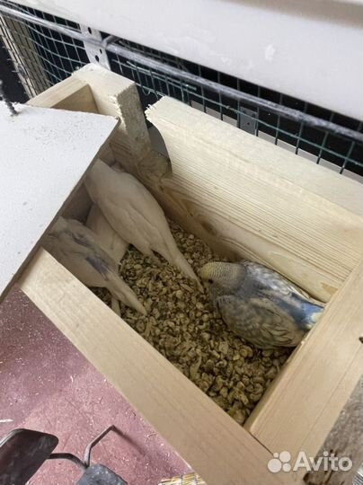 Попугай разных пород