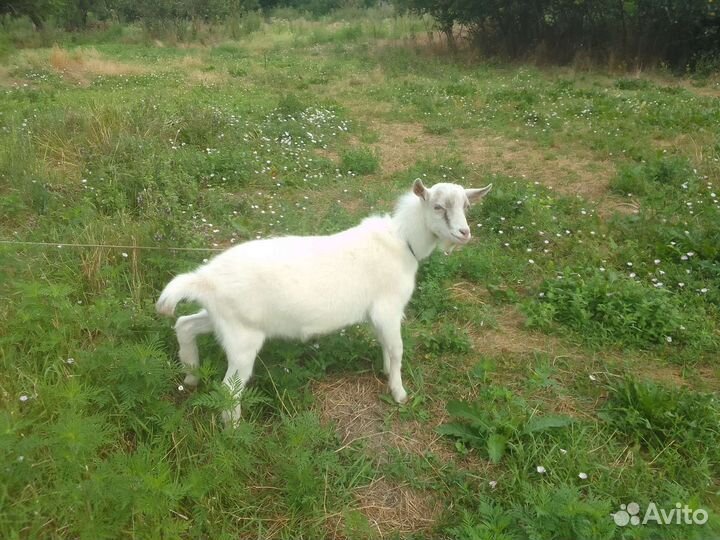 Козы дойные и козел