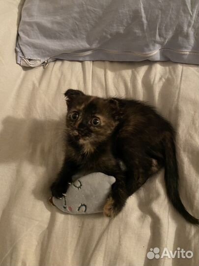 Вислоухие котенок в добрые руки