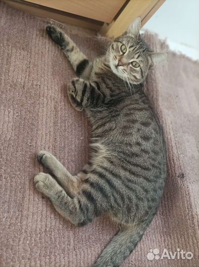 Бенгал метис