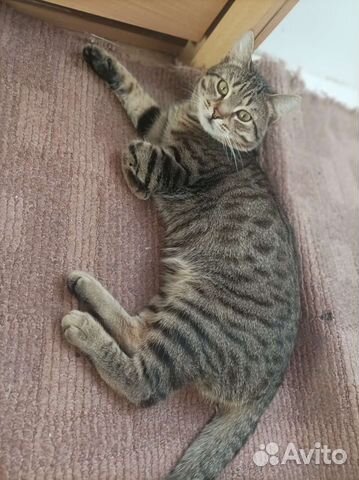 Бенгал метис