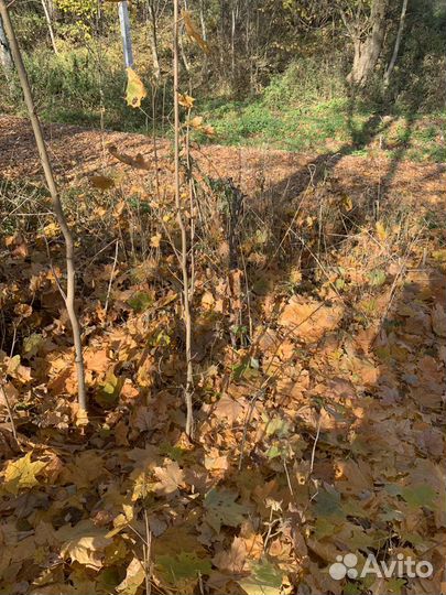 Дуба саженцы, липы, клена