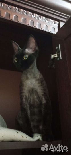 Девон-рекс вязка