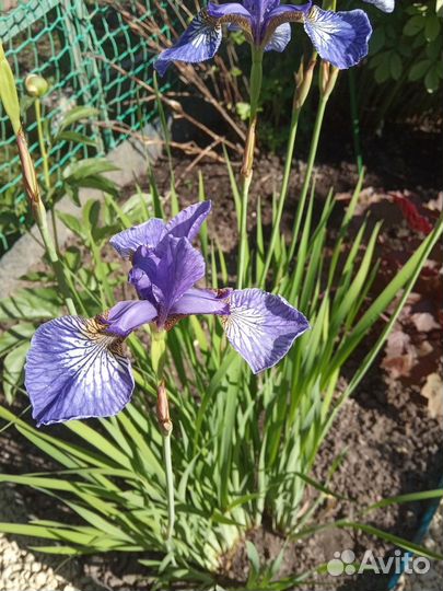 Ирис сибирский