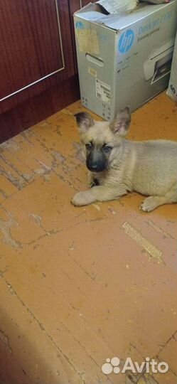 Собака в добрые руки отдам бесплатно