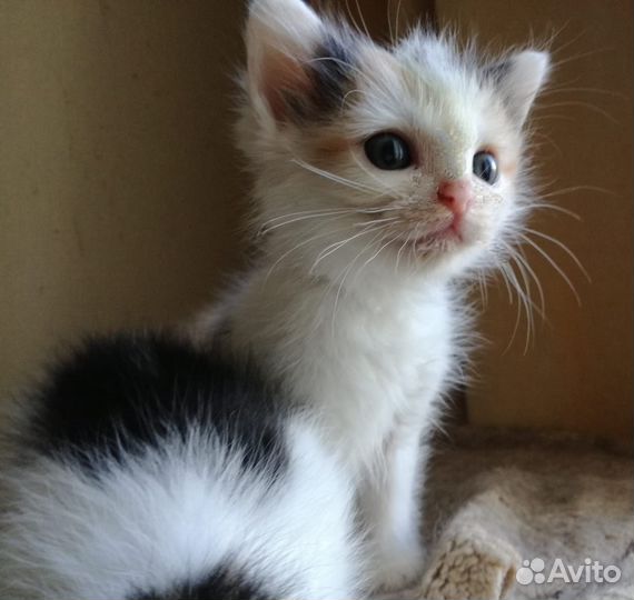 Котята 2 месяца в добрые руки