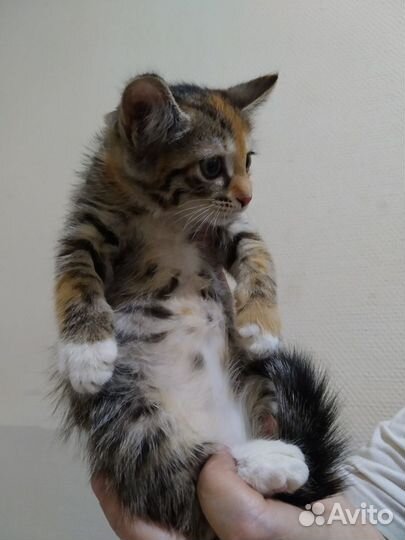 Амели - маленькая полосатая девочка 1,5мес в дар