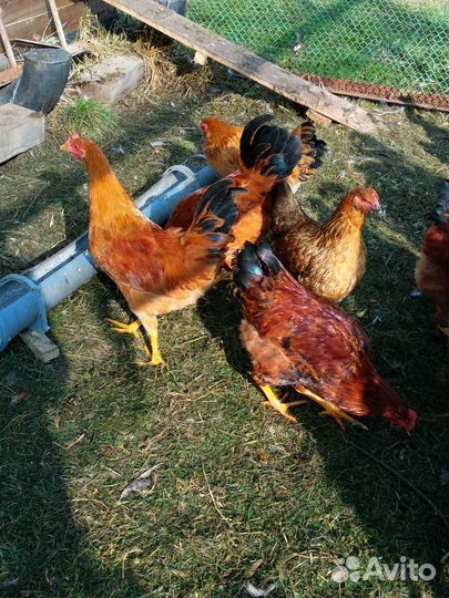 Петухи чистокровные