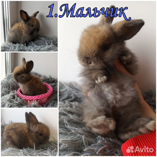 Карликовые крольчата Miniature lop