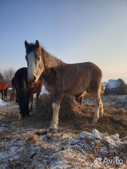 Лошадь,жеребец,жеребята