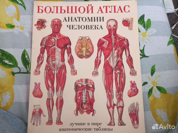 Большай атлас анатомии человека