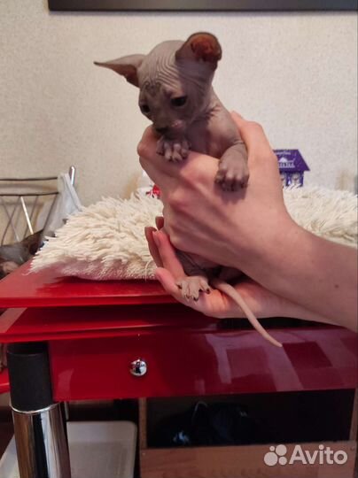 Канадский сфинкс