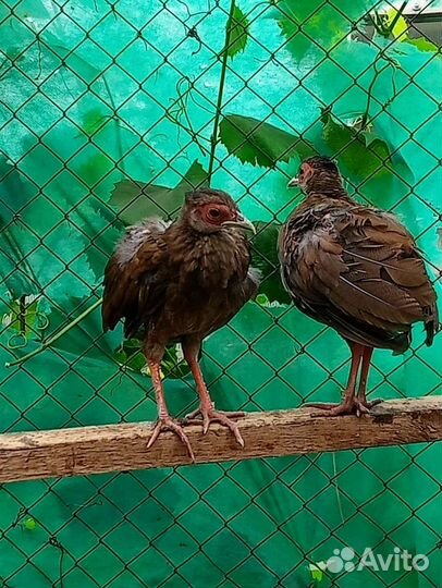 Фазанята серебряные