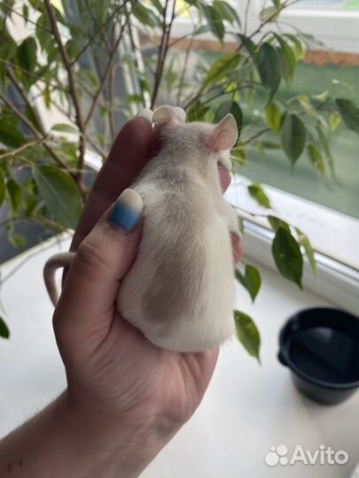 Декоративные крысята