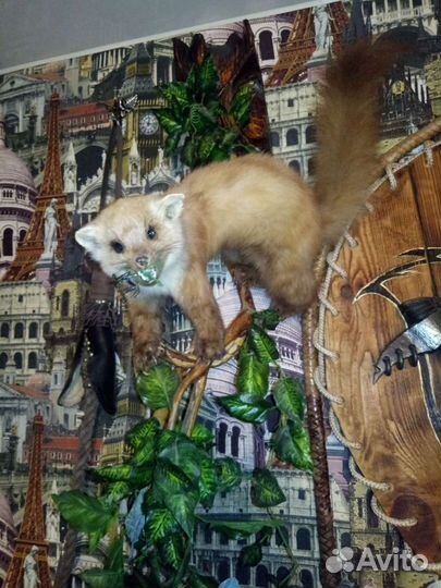 Чучело куницы