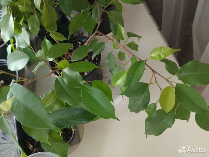 Алоэ,каланхоэ,кактусы, фикусы