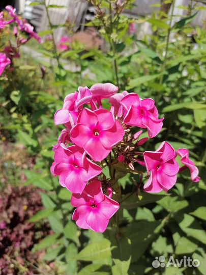 Эукомис флокс