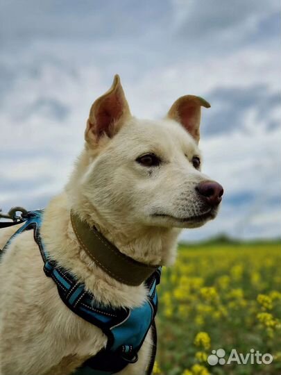 Пес Ластик
