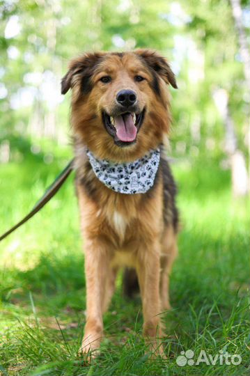 Не родись красивым, Гарик ждет хозяина