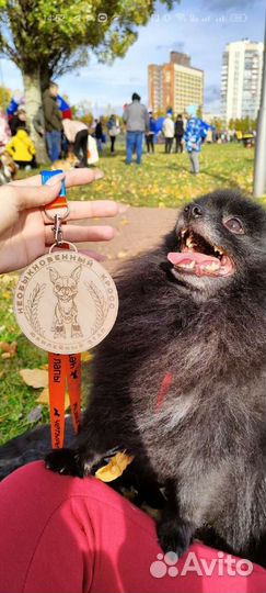 Вязка черный шпиц