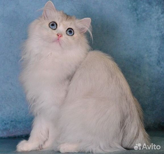 Британский котик с доминантным геном голубых глаз
