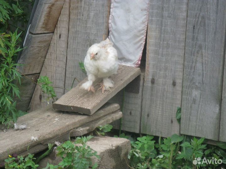 Яйцо инкубационное цыплята фавероль