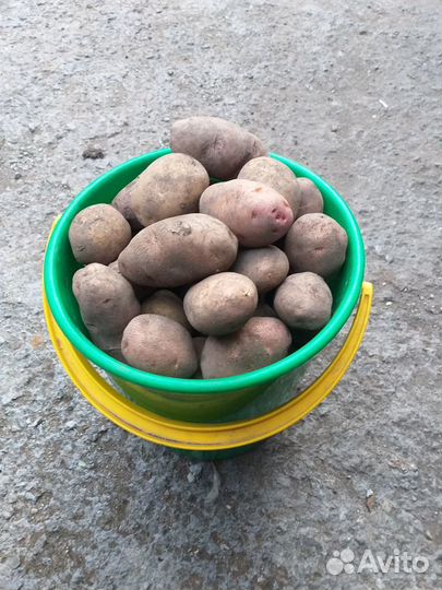 Картофель