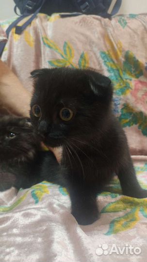 Шотландские вислоухие котята