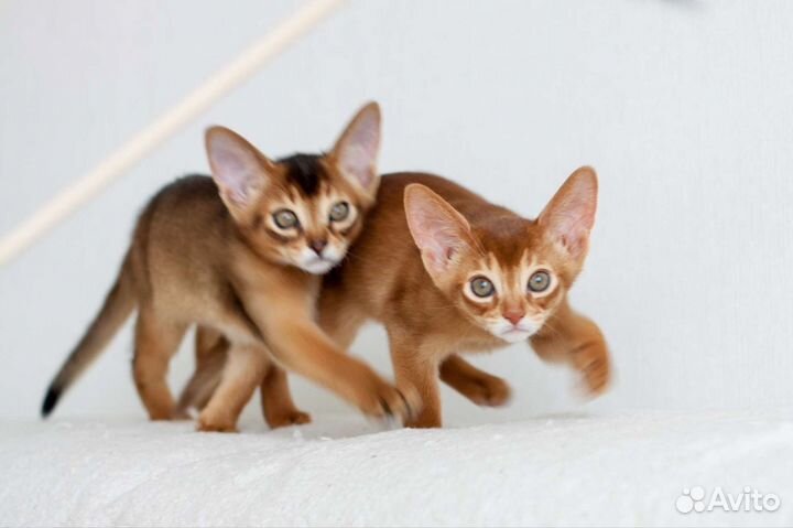 Абиссинские котята из Ижевского питомника