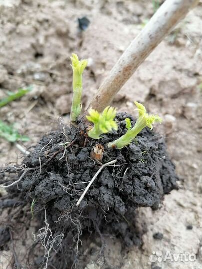 Саженцы малины ремонтантной сорт Брянское диво