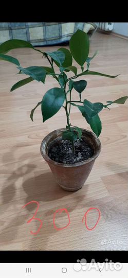 Лимон-лайм,апельсин