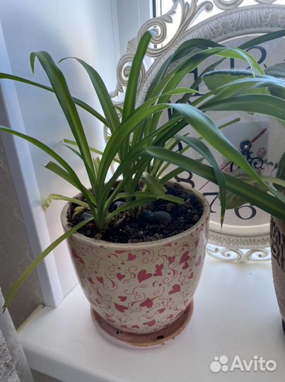 Комнатные растения