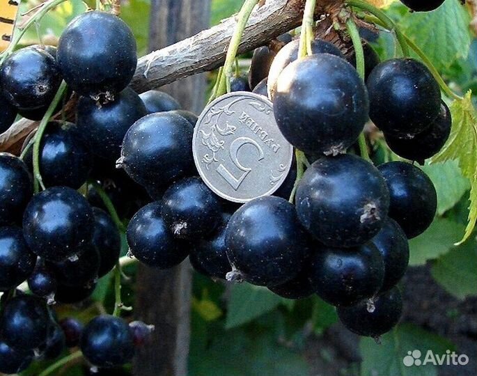 Смородина черная Крупная