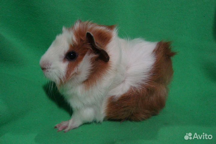 Морские свинки