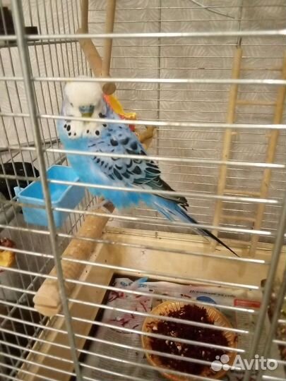 Ручные малыши карандаши волнистый попугай